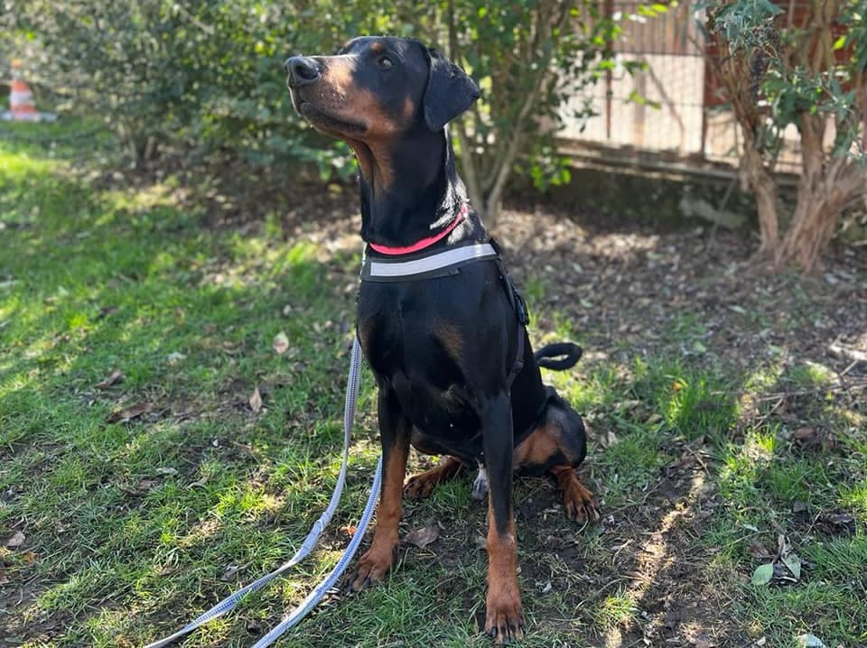 Escobar - Dobermann - Bild 1