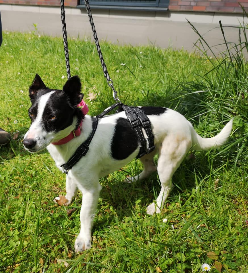 Jack Russell Terrier-Mix Chica