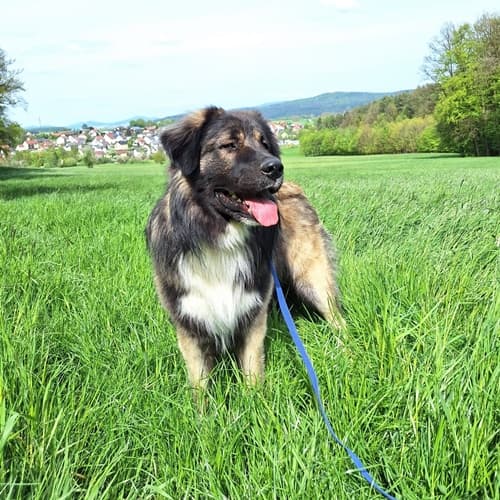 Josef - Zentralasiatischer Owtscharka - Bild 6