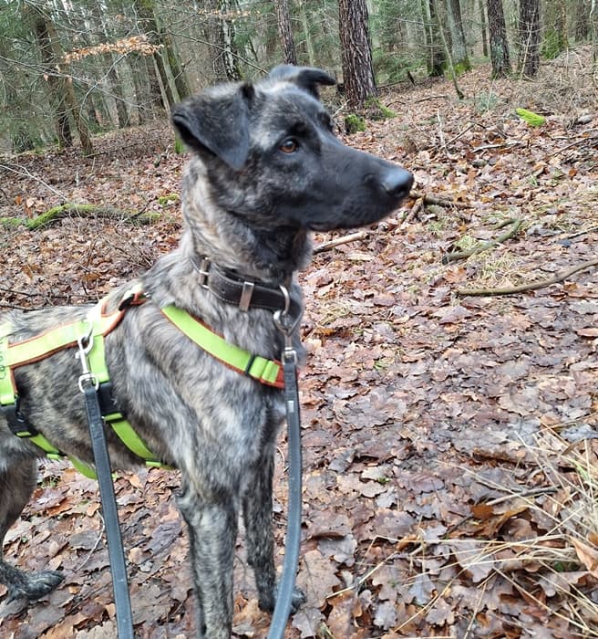 Cookie - Hollandse Herdershond - Bild 4