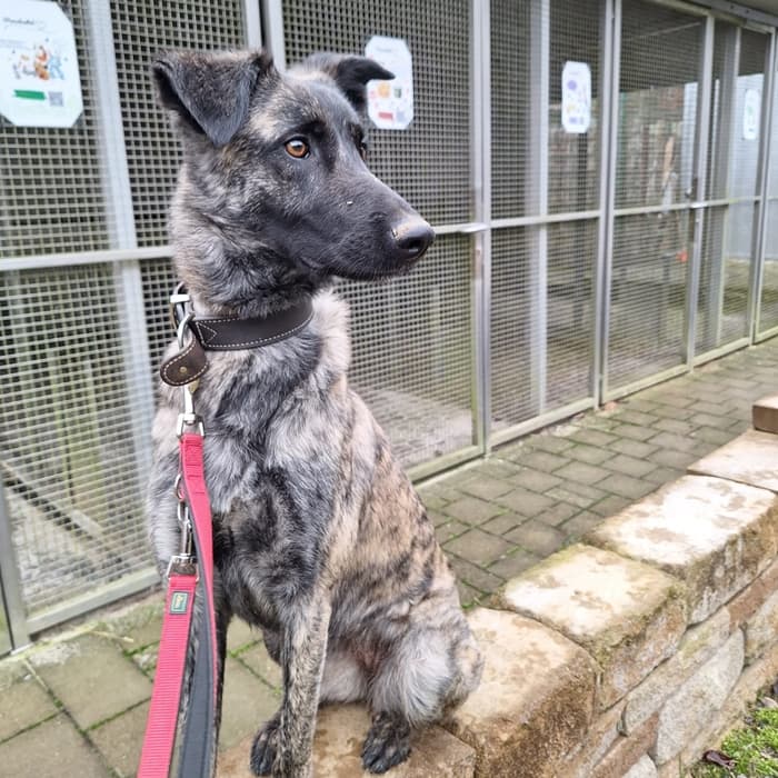 Cookie - Hollandse Herdershond - Bild 8