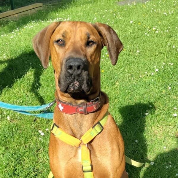 Cane Corso Italiano-Mix Chaya