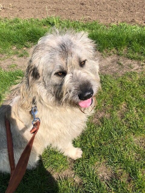 Eddie - Ciobănesc Românesc Mioritic - Bild 2