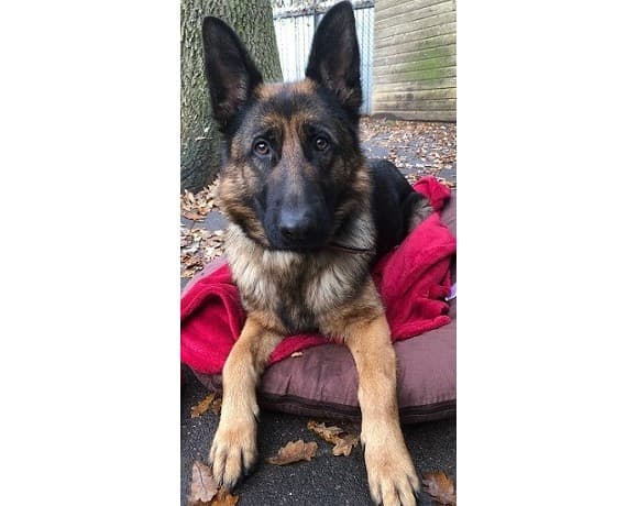 Deutscher Schäferhund Cleo