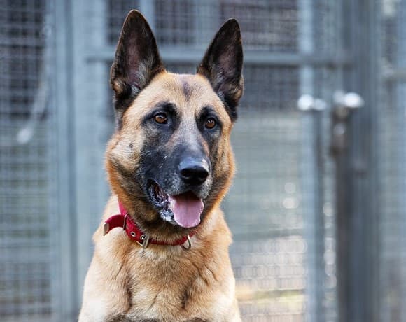 Prinz - Deutscher Schäferhund - Bild 3