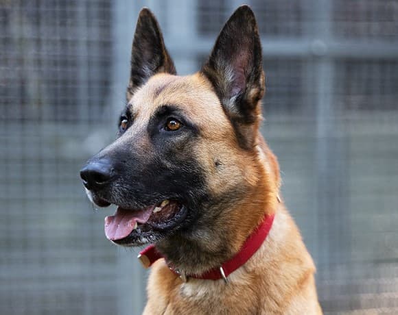 Prinz - Deutscher Schäferhund - Bild 2