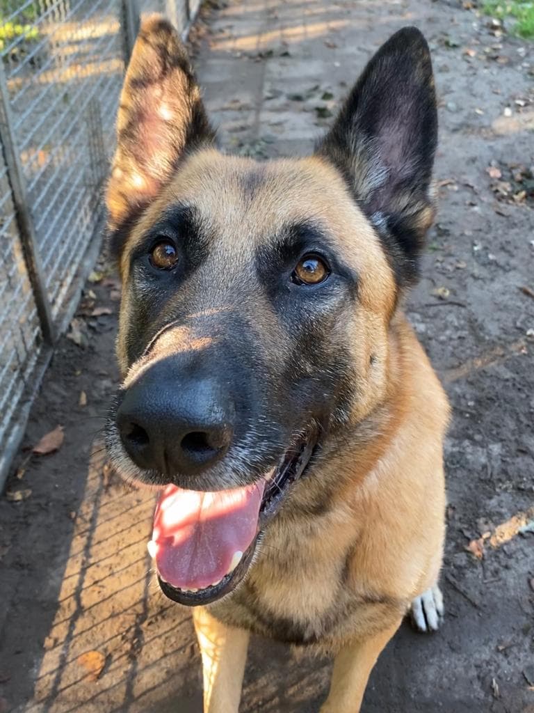 Prinz - Deutscher Schäferhund - Bild 10