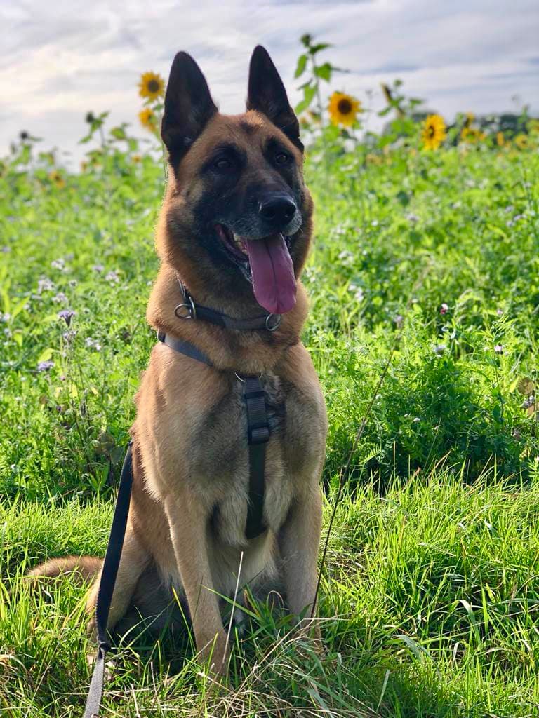 Prinz - Deutscher Schäferhund - Bild 6