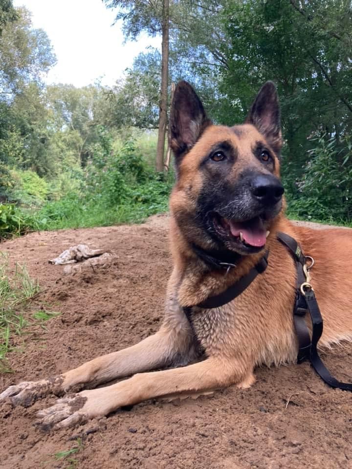 Prinz - Deutscher Schäferhund - Bild 5