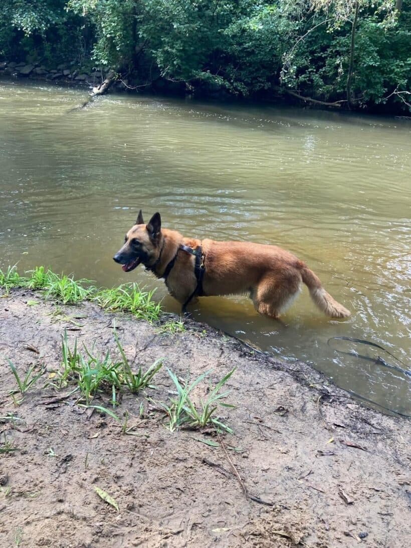 Prinz - Deutscher Schäferhund - Bild 9