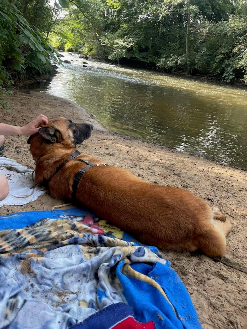 Prinz - Deutscher Schäferhund - Bild 8