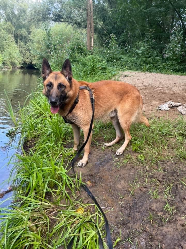 Prinz - Deutscher Schäferhund - Bild 4