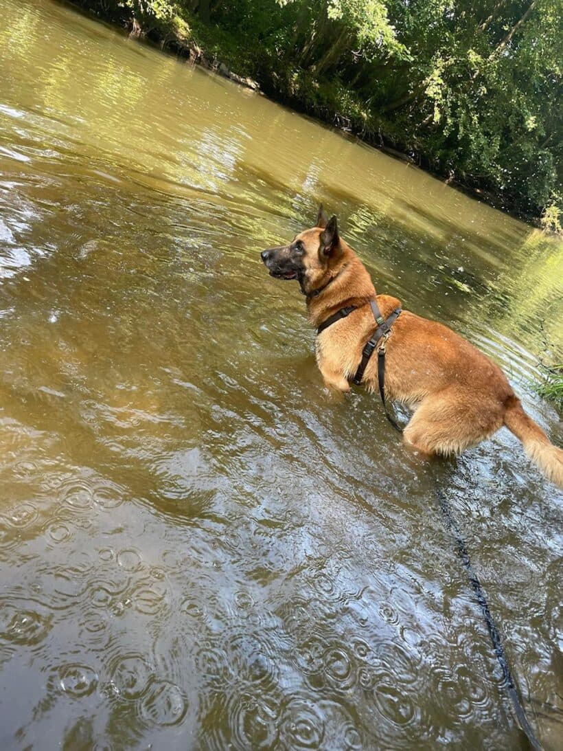 Prinz - Deutscher Schäferhund - Bild 7