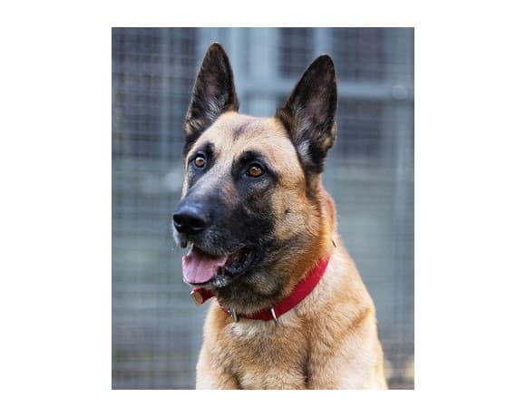 Prinz - Deutscher Schäferhund - Bild 1