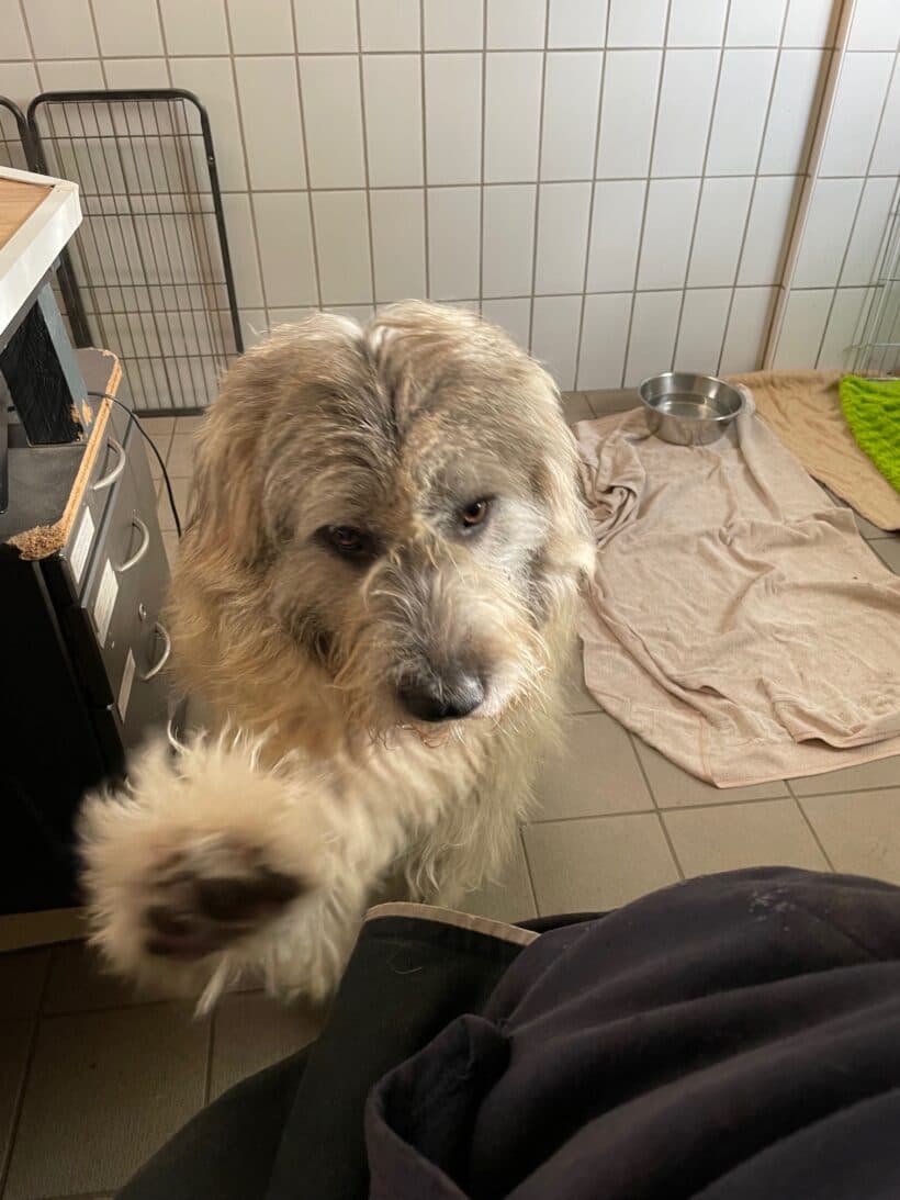 Eddie - Ciobănesc Românesc Mioritic - Bild 5