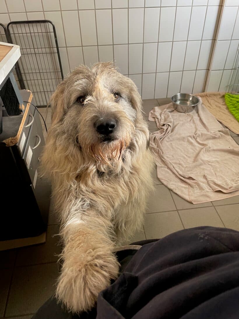 Eddie - Ciobănesc Românesc Mioritic - Bild 6