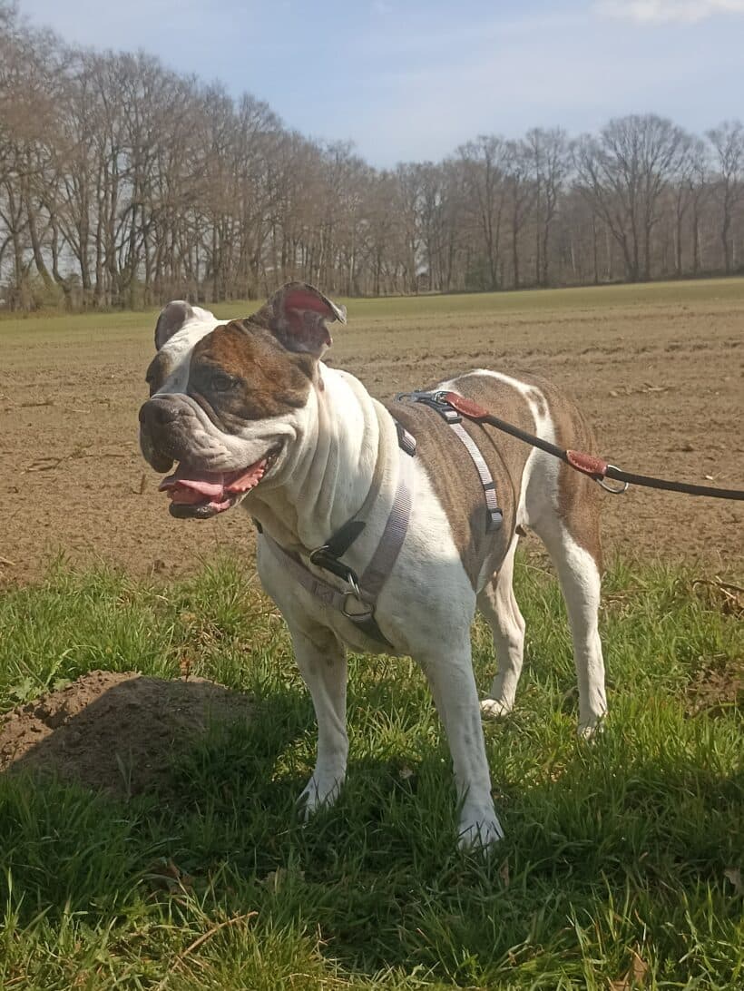 Toffee - Englische Bulldogge - Bild 6