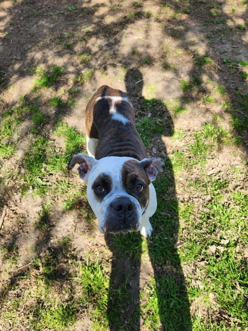 Toffee - Englische Bulldogge - Bild 14