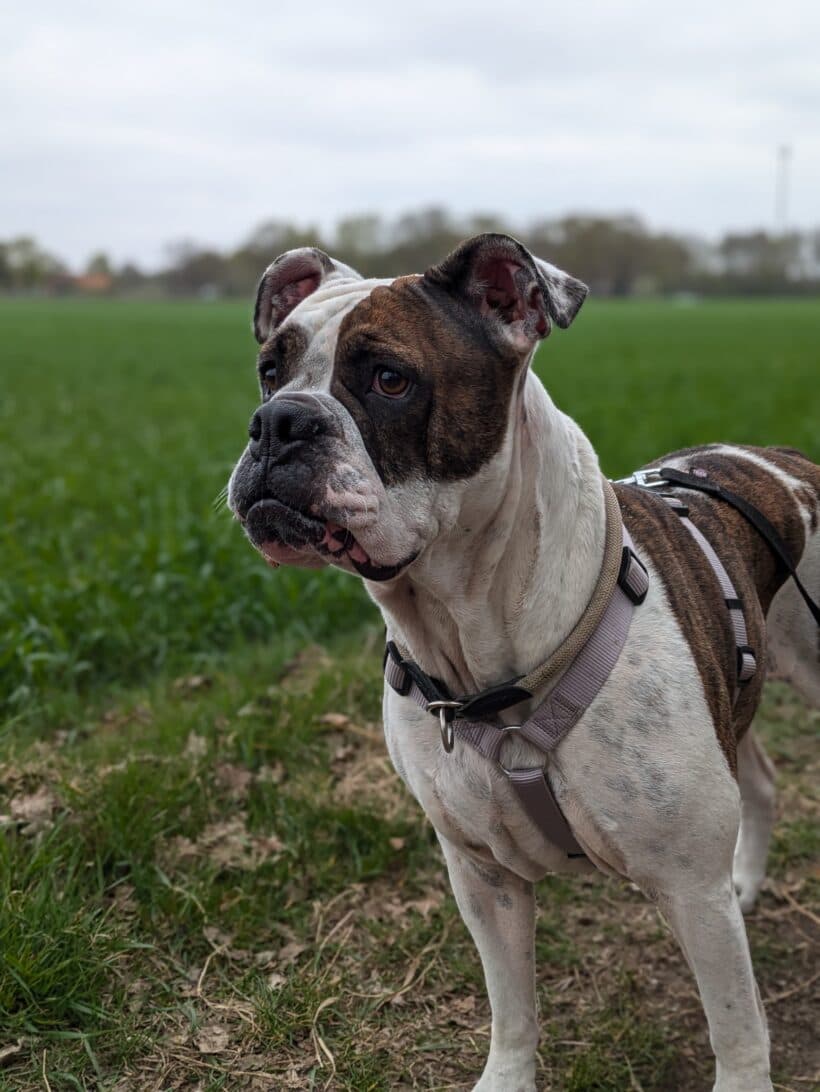 Toffee - Englische Bulldogge - Bild 13