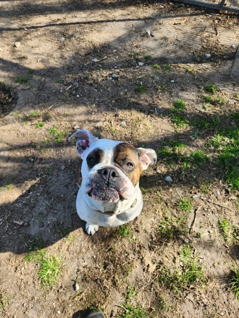 Toffee - Englische Bulldogge - Bild 9