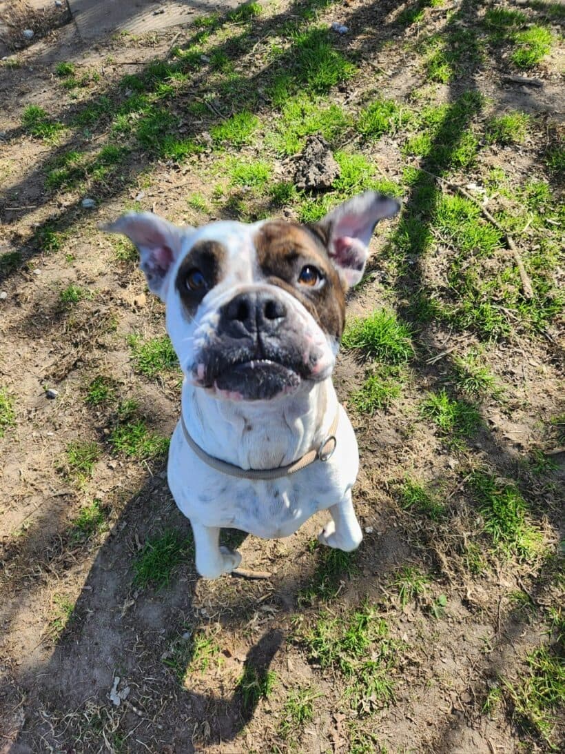 Toffee - Englische Bulldogge - Bild 3