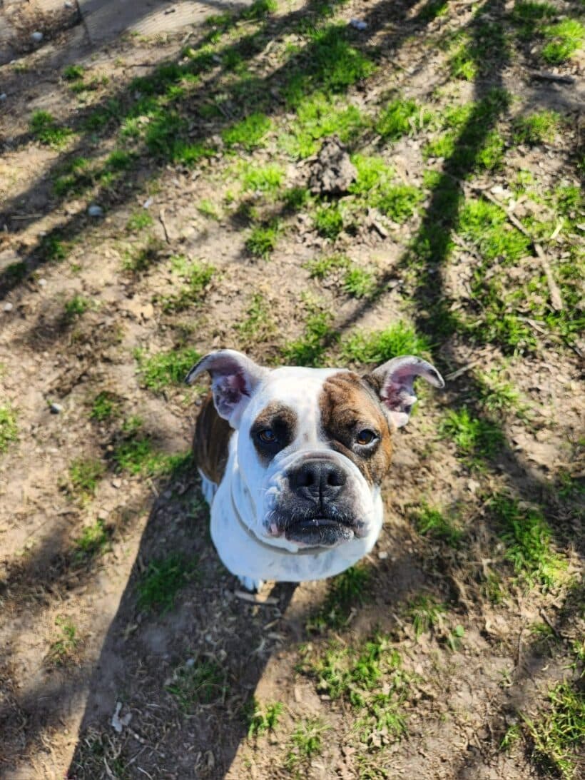Toffee - Englische Bulldogge - Bild 15