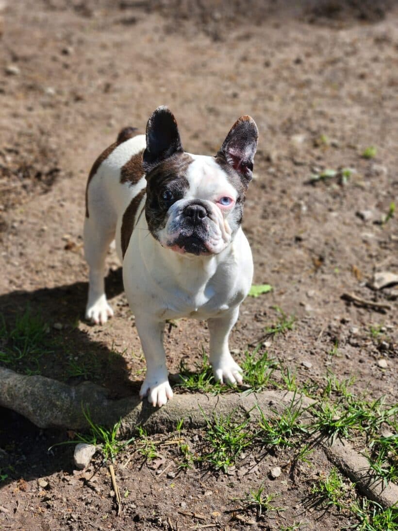 Lea - Französische Bulldogge - Bild 2