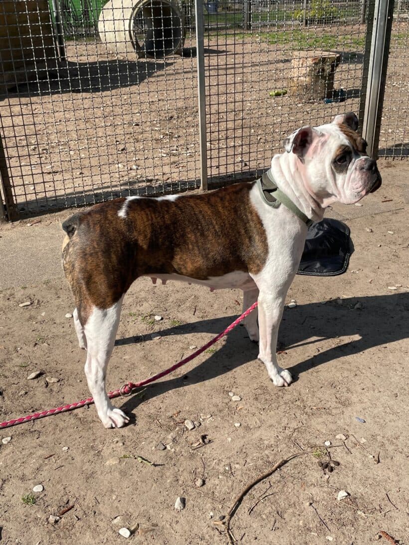 Toffee - Englische Bulldogge - Bild 5