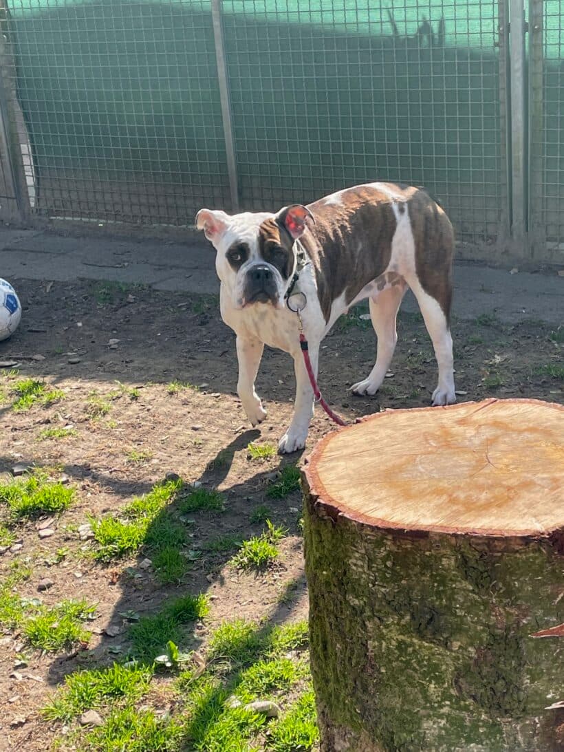 Toffee - Englische Bulldogge - Bild 10