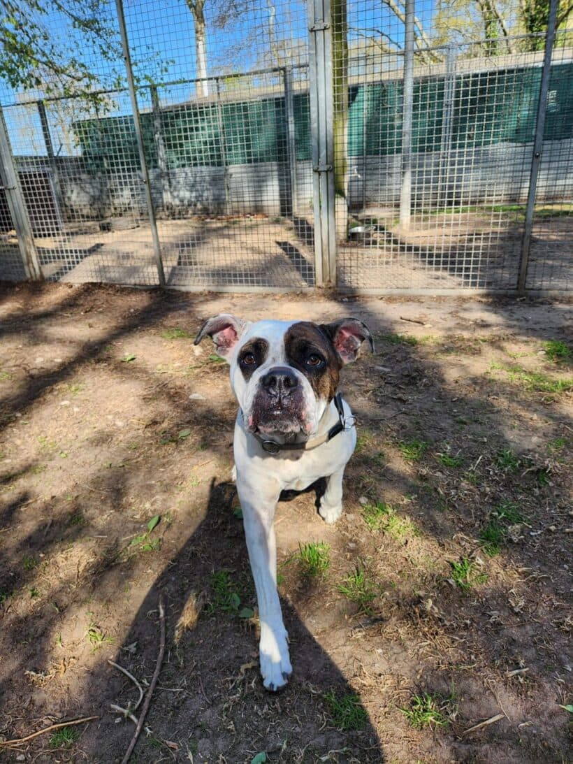 Toffee - Englische Bulldogge - Bild 7