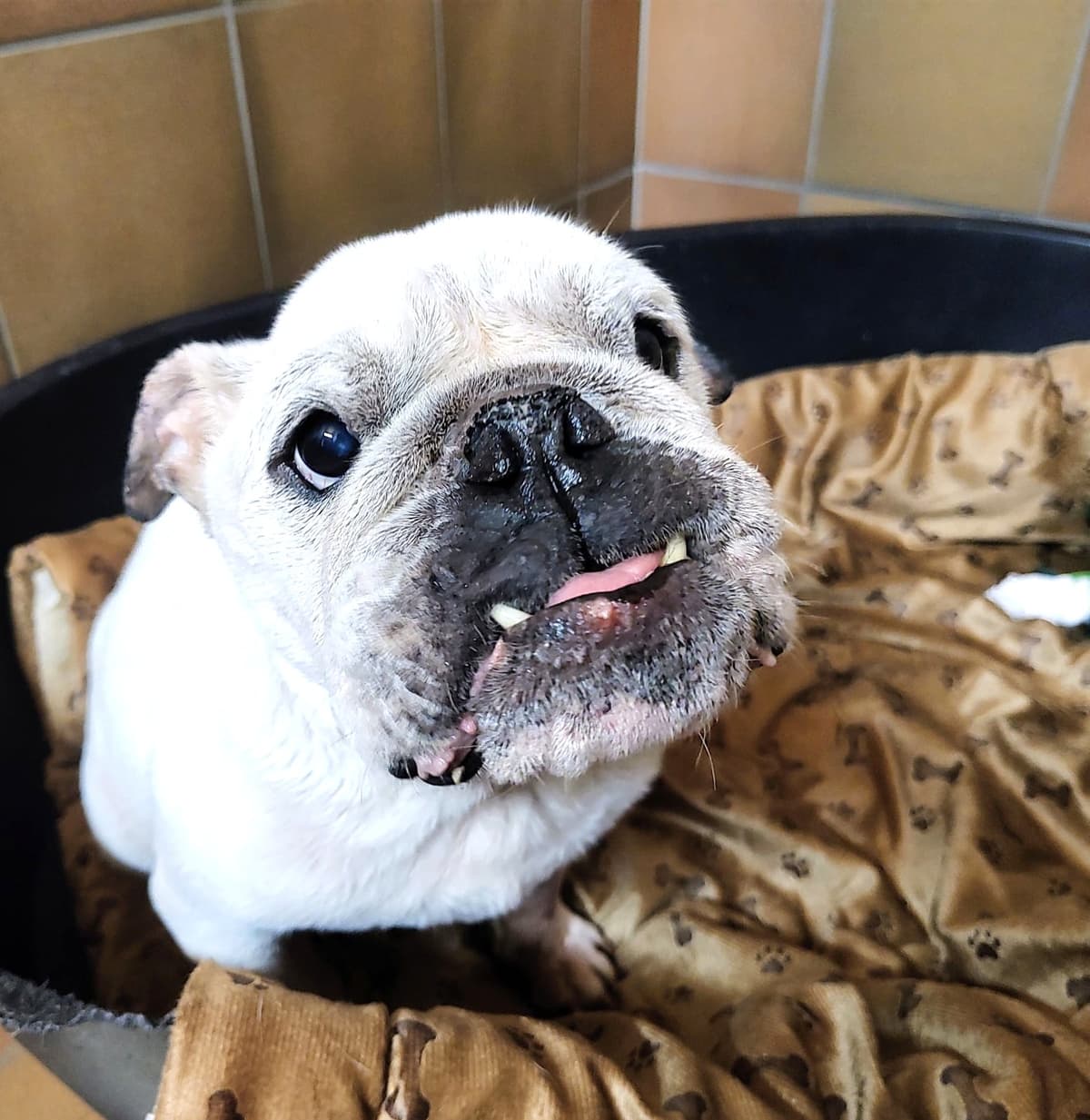 Englische Bulldogge Wilma
