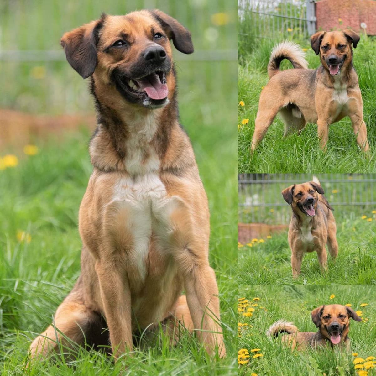 Loki - - Bild 1