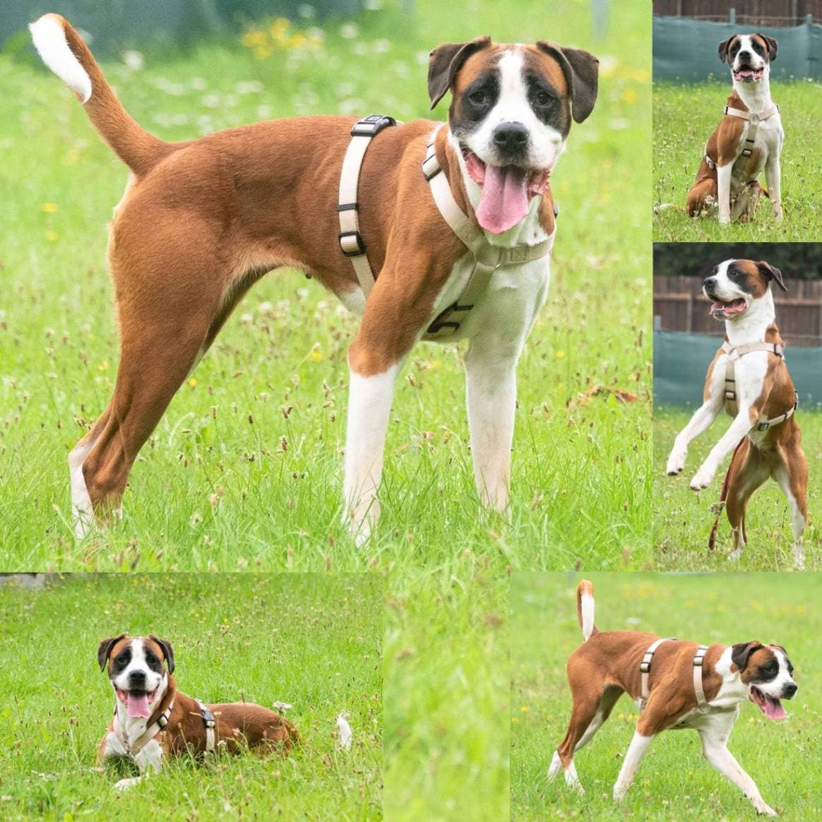 Betty - Deutscher Boxer - Bild 1