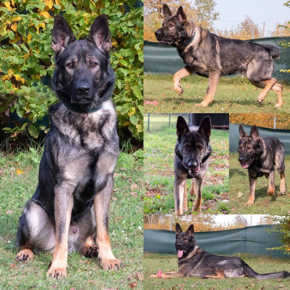 Puppy - Deutscher Schäferhund - Bild 1