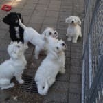 Sunny - Dackel - Bild 3