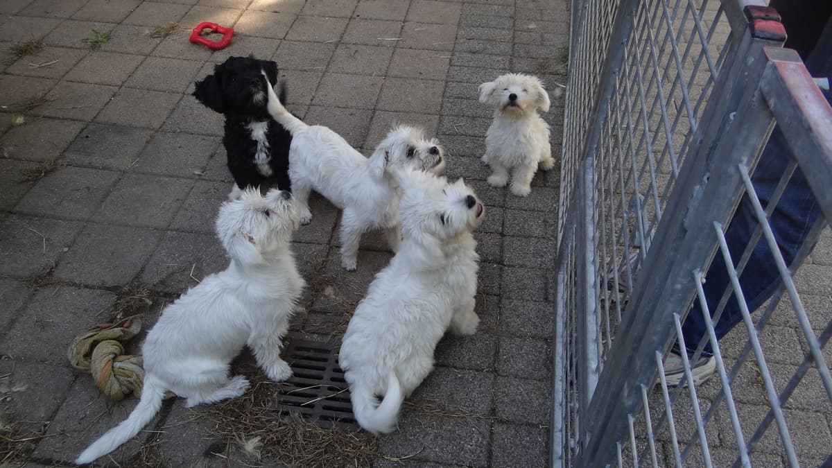 Sunny - Dackel - Bild 2