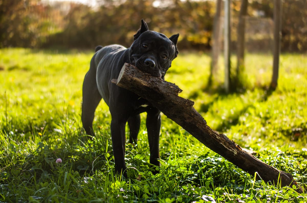 Ozzy - Cane Corso Italiano - Bild 4