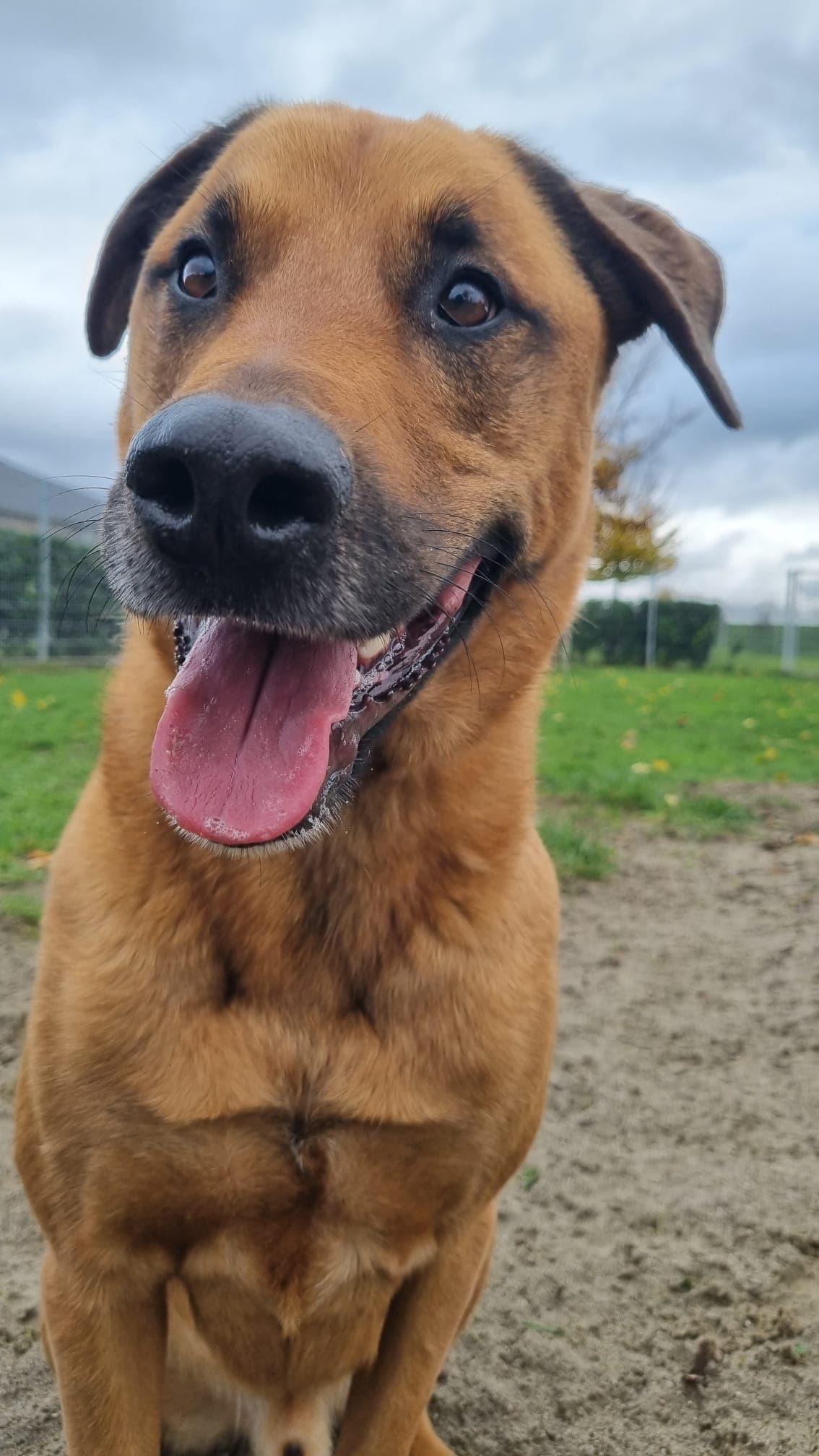 Rusty - Rhodesian Ridgeback, Deutsche Dogge - Bild 2