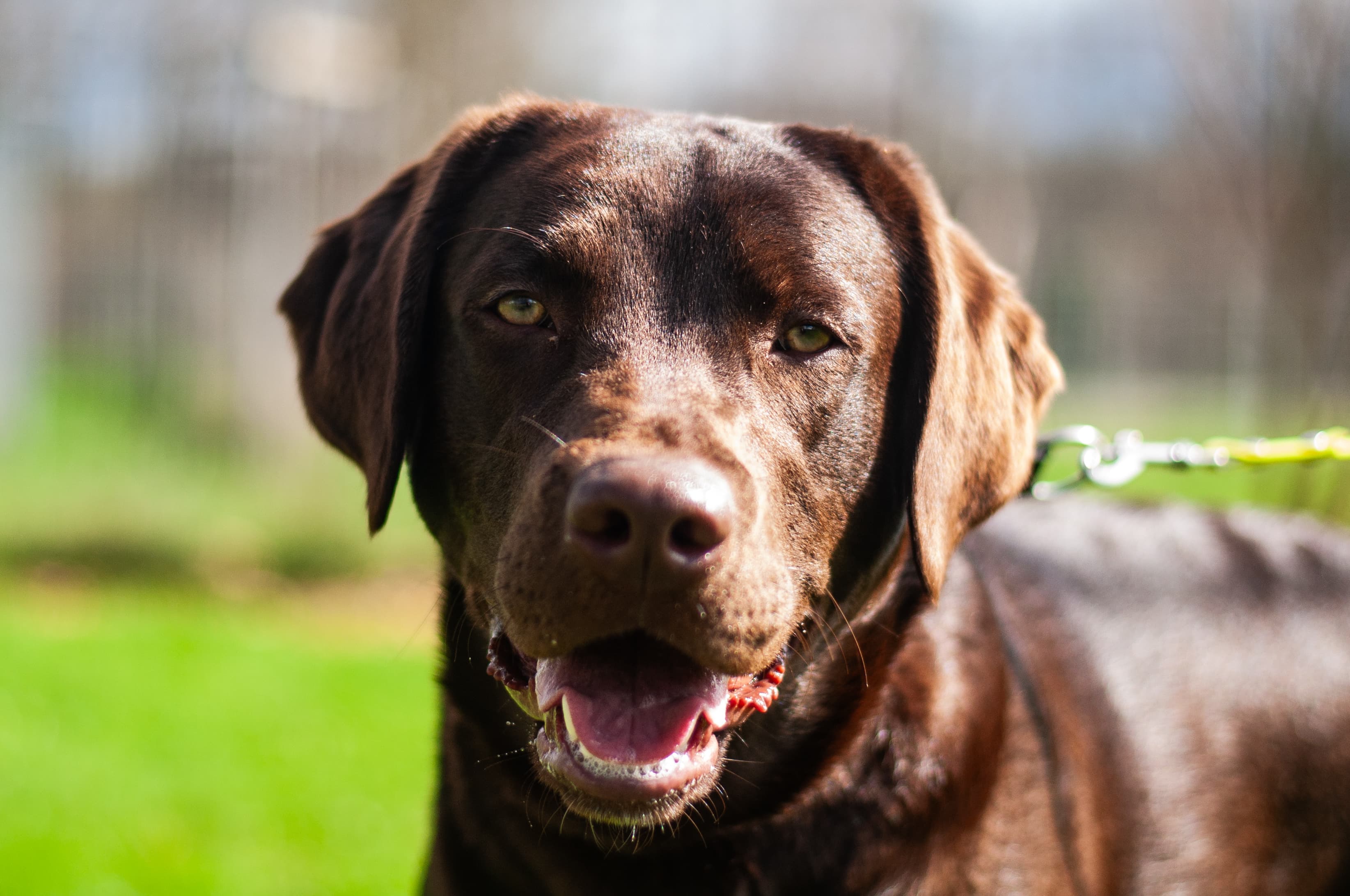 Lani - Labrador Retriever - Bild 3