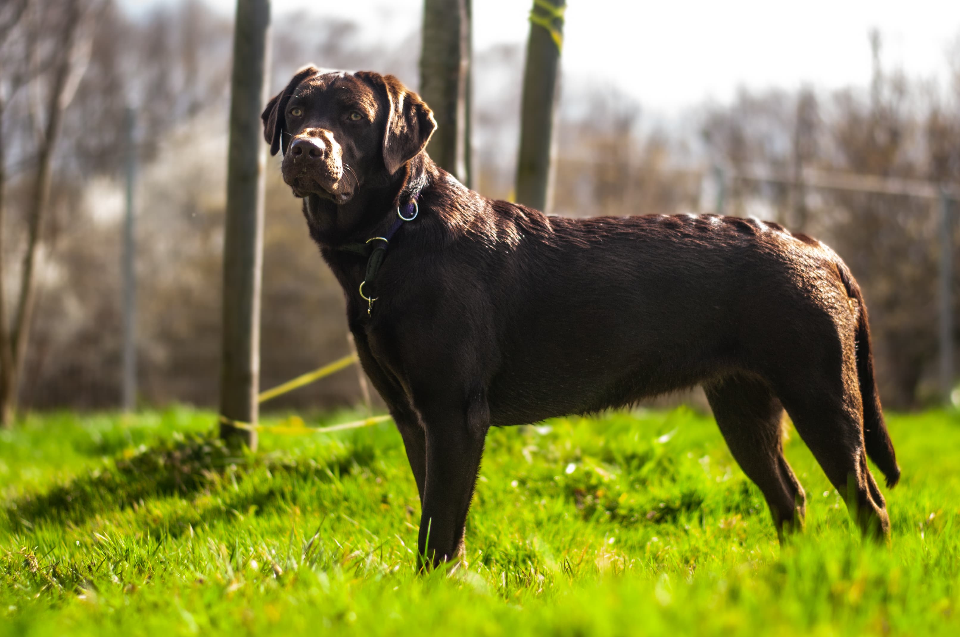 Lani - Labrador Retriever - Bild 2