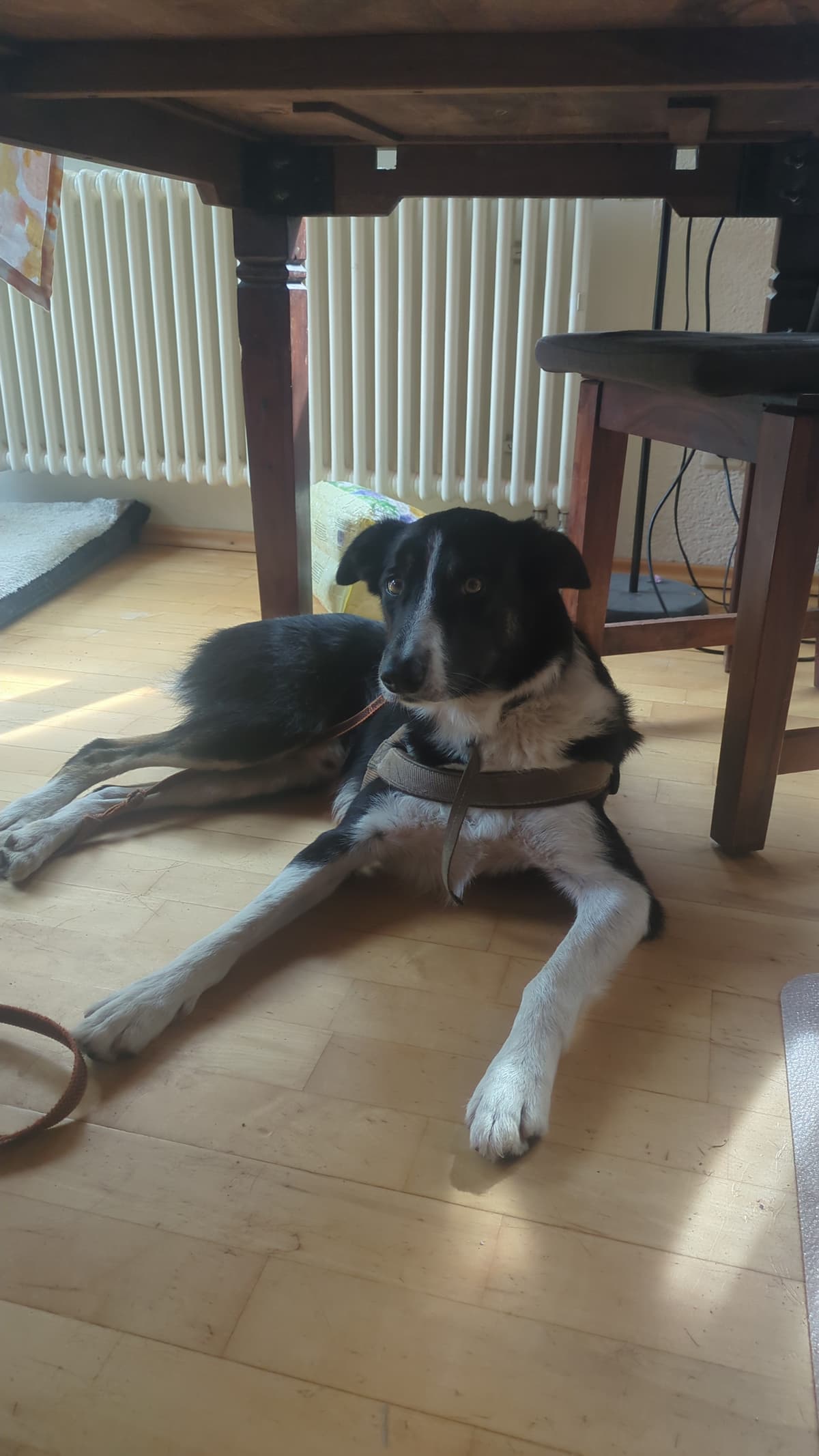 Ben - Border Collie - Bild 4