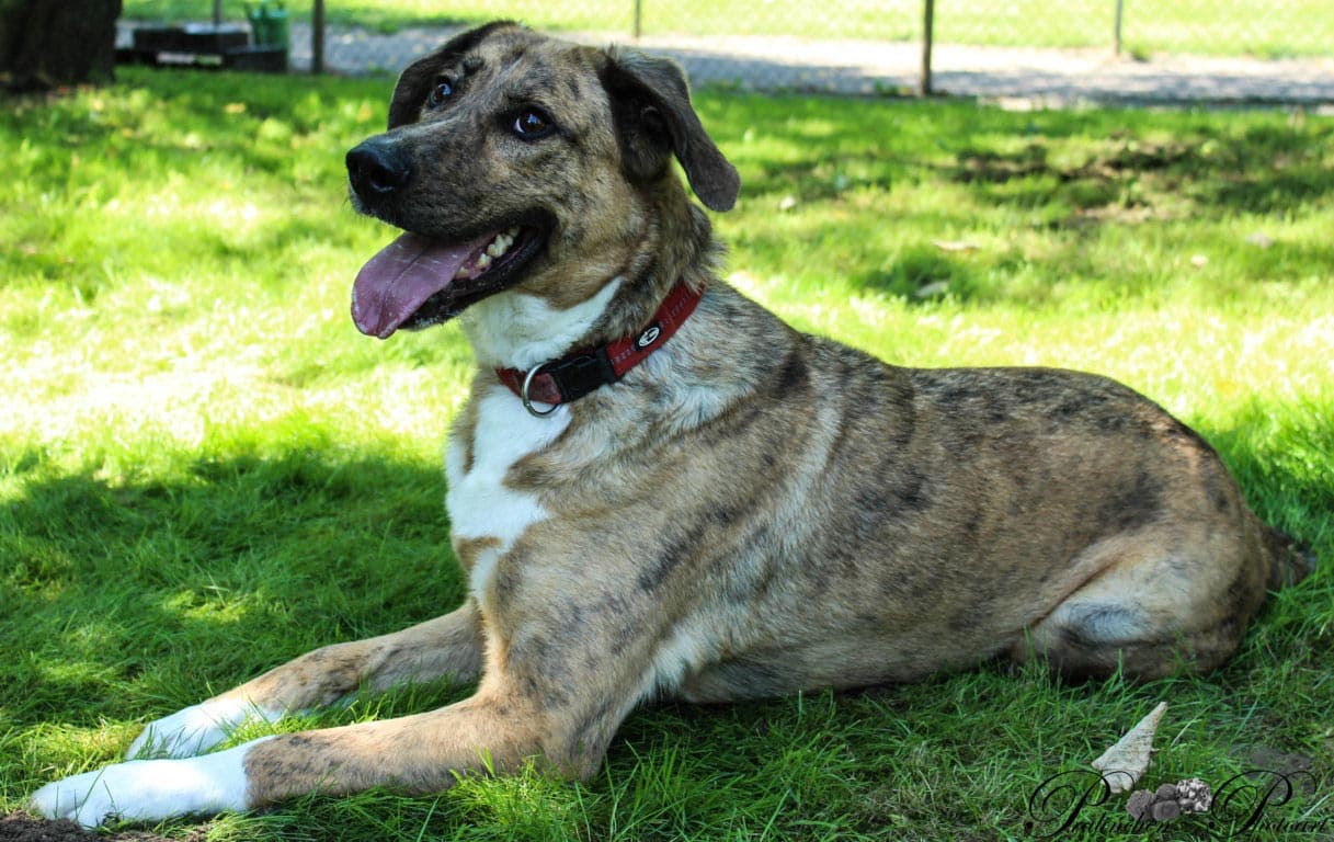 Labrador Retriever-Mix Lili
