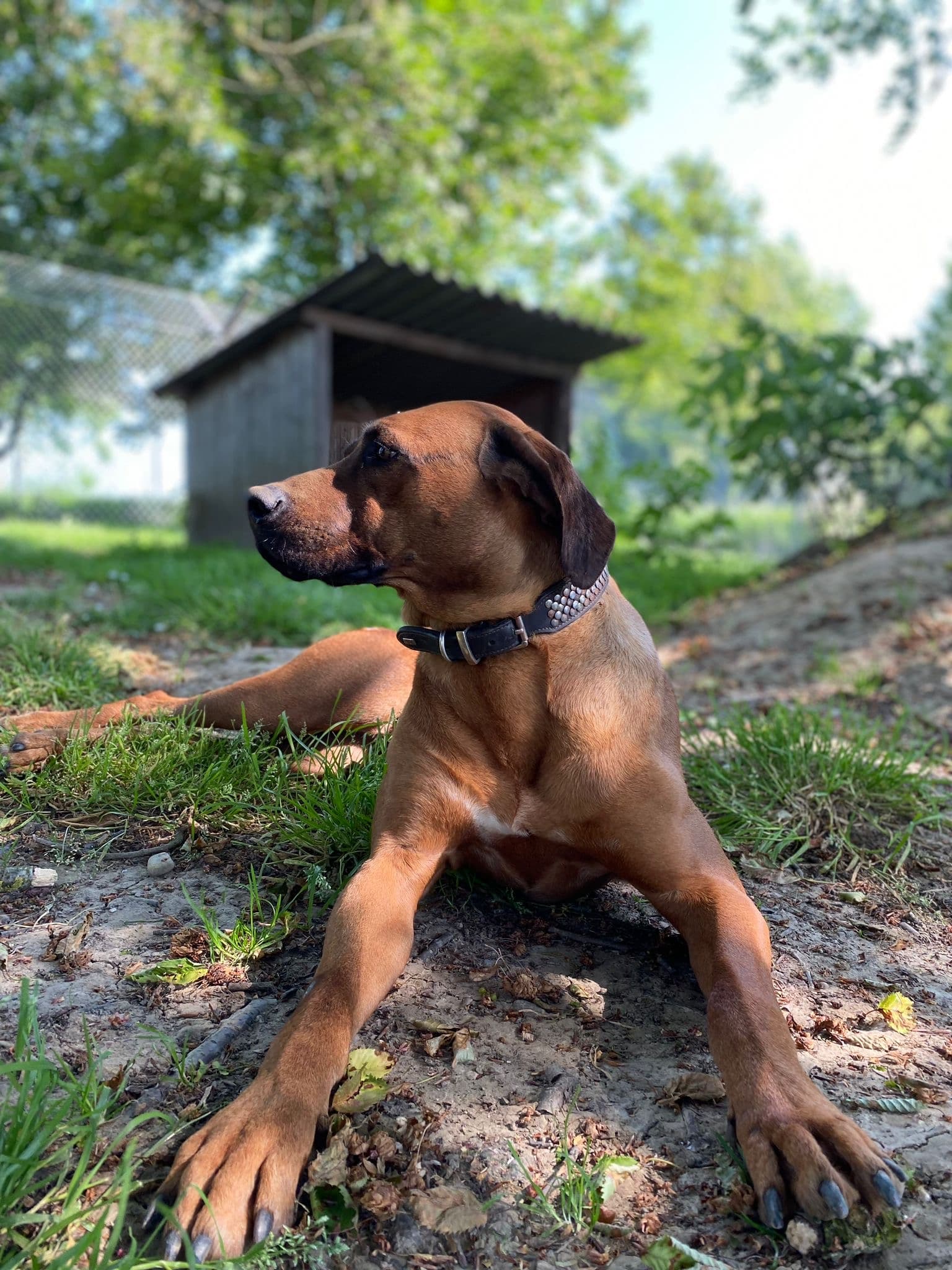 Rhodesian Ridgeback Sissi