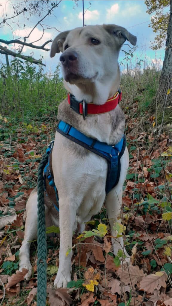 Lassie - Deutscher Schäferhund, Siberian Husky - Bild 1