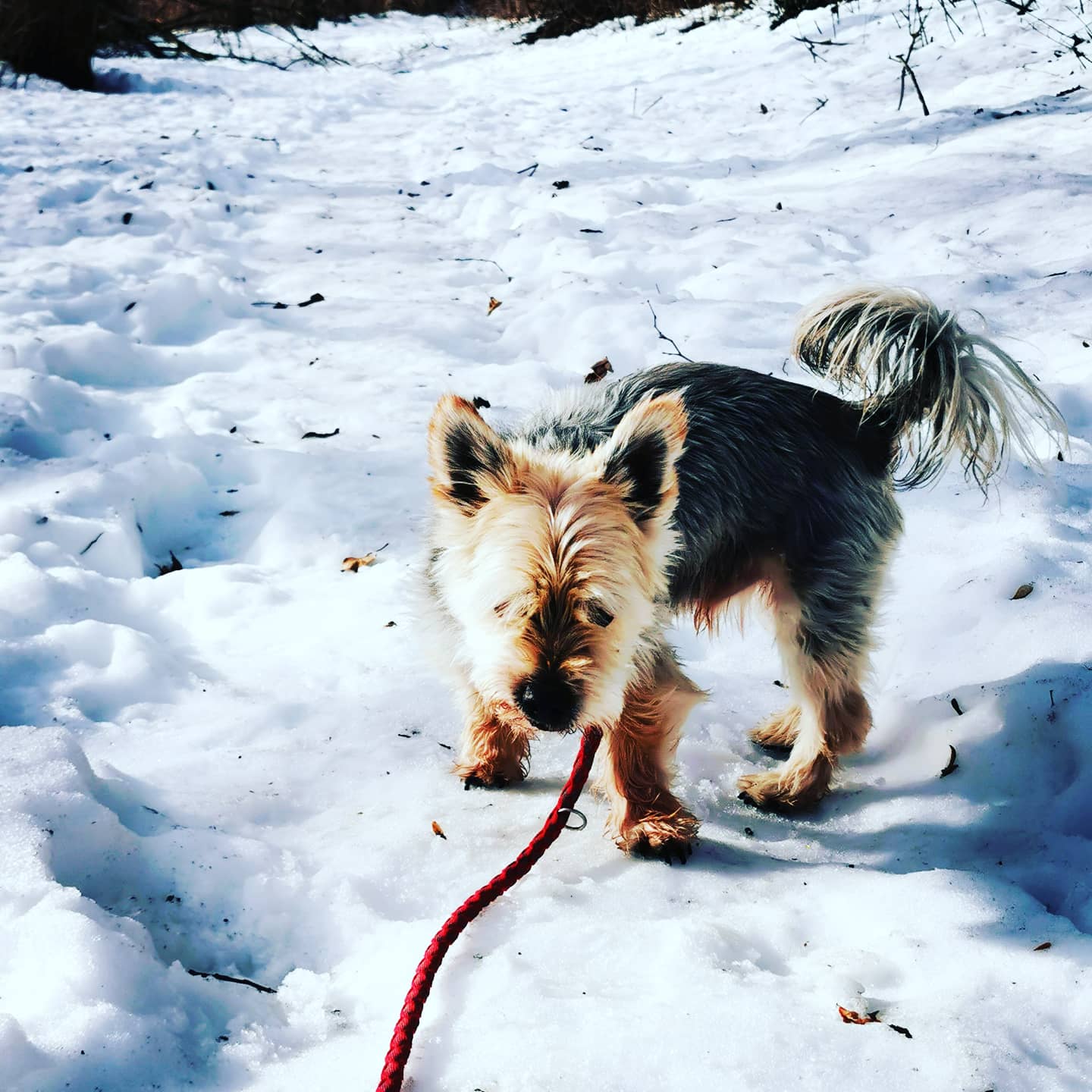 Rambo - - Bild 3