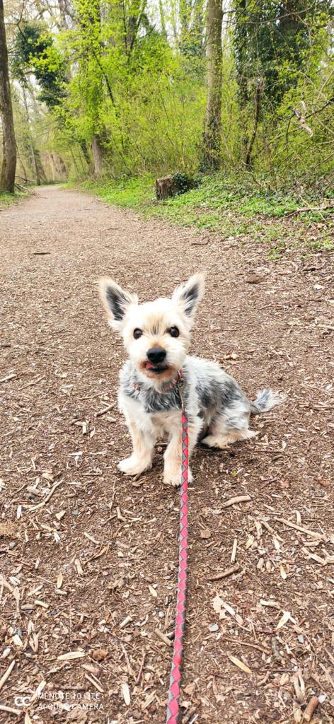 Rambo - - Bild 4