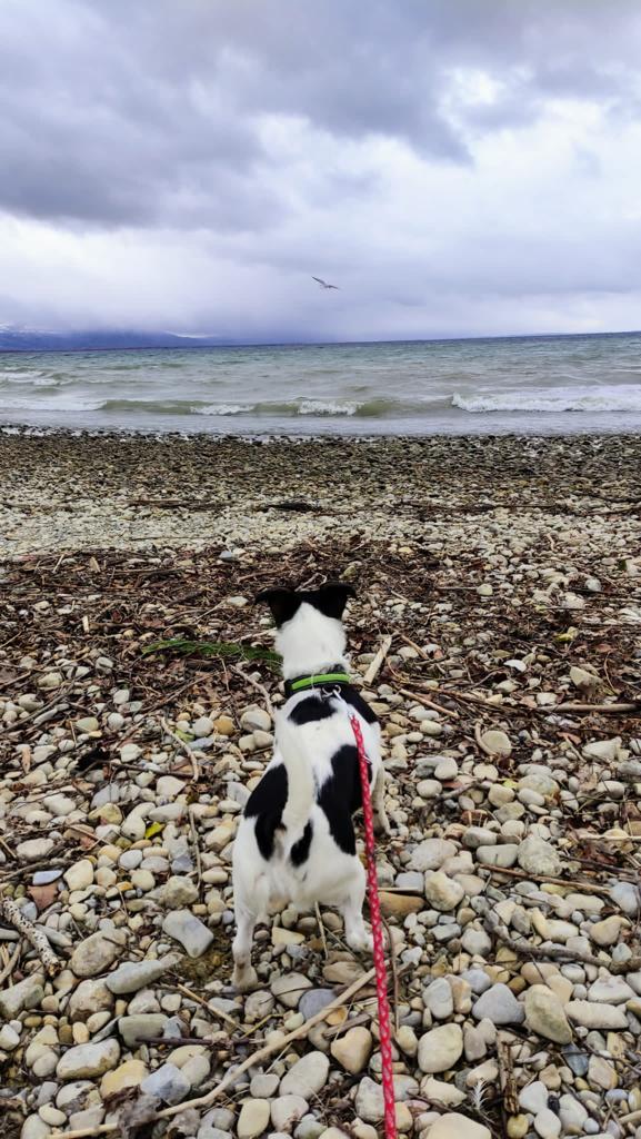 Emma - Jack Russell Terrier - Bild 5