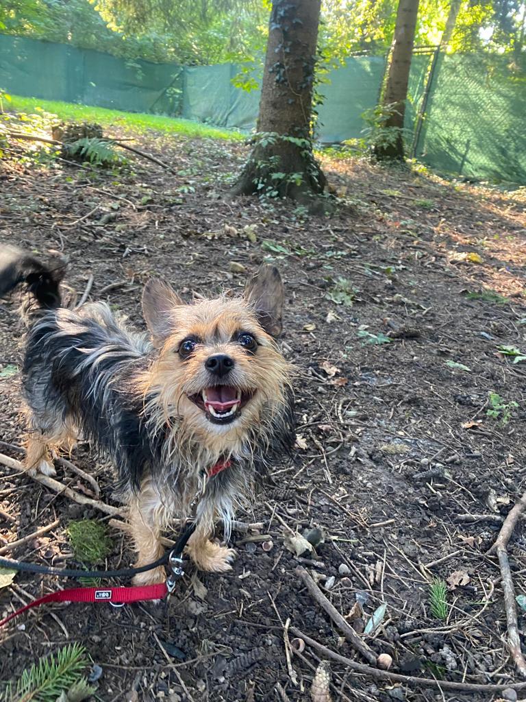 Buddy - - Bild 1