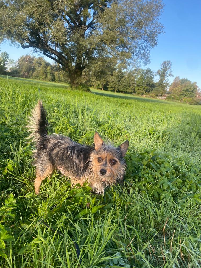 Buddy - - Bild 2