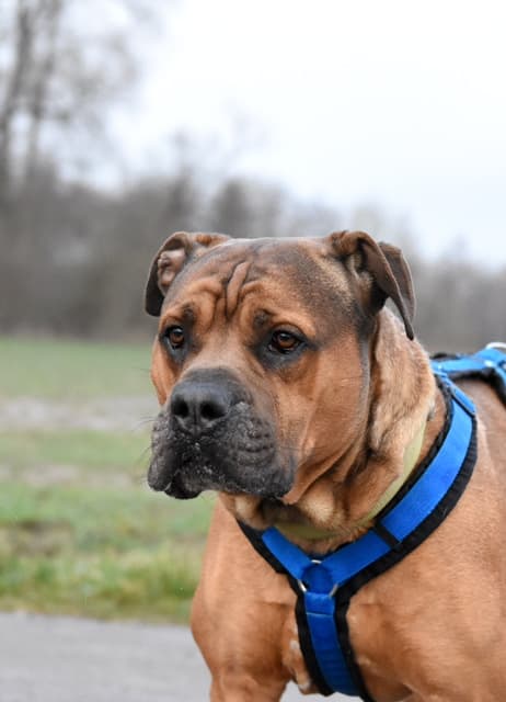 Chapo - Englische Bulldogge - Bild 1